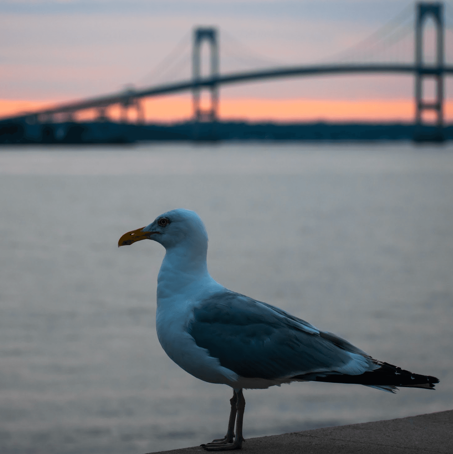 bird infront of bridge