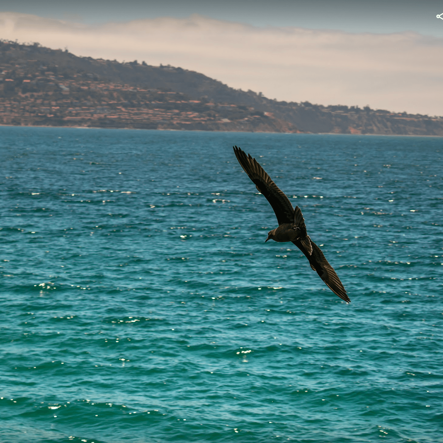 bird infront of water